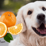 Dürfen Hunde Orangen Essenn