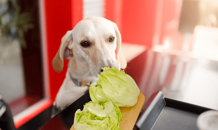 Erstaunliche Vorteile des Eisbergsalats für Hunde