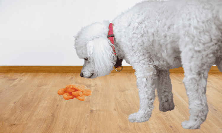 dürfen hunde aprikose essen
