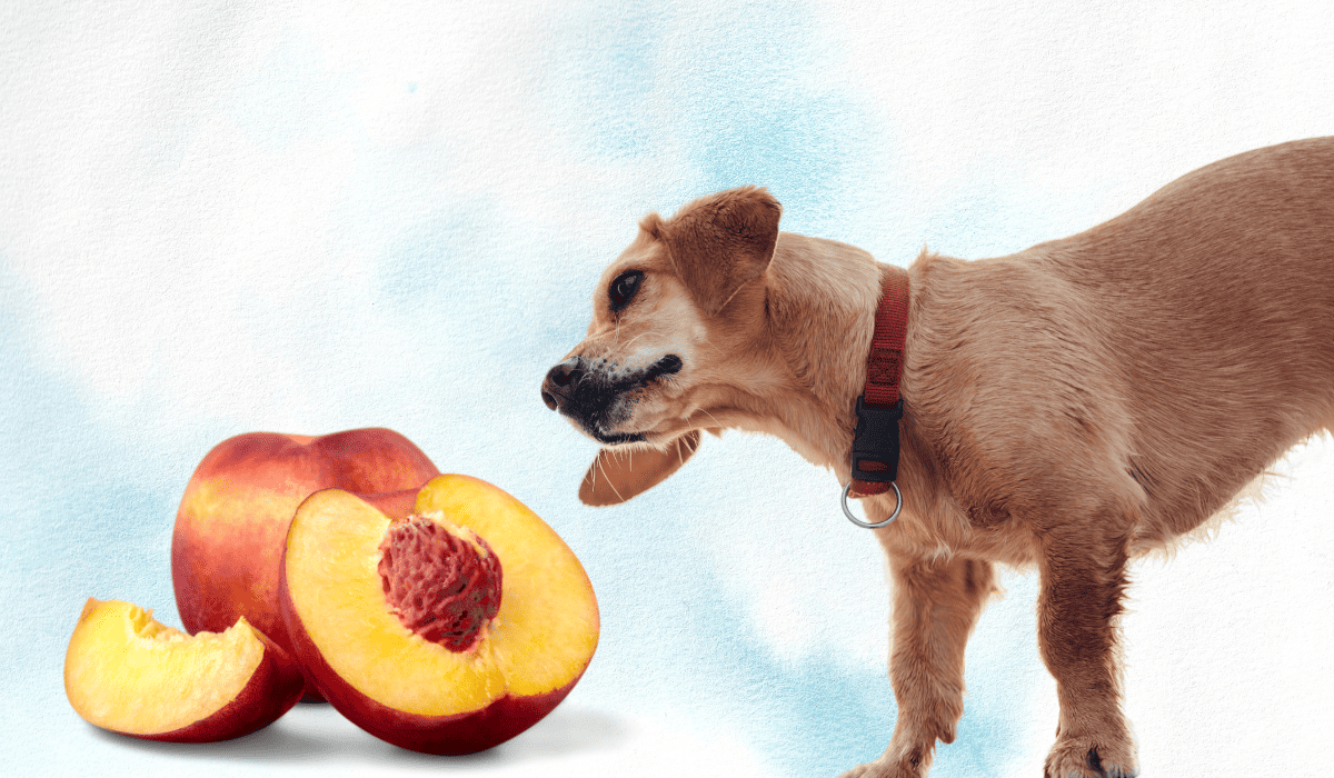 Dürfen Hunde Nektarinen essen