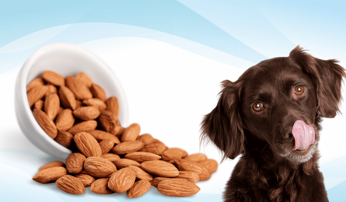 Dürfen hunde mandel essen?