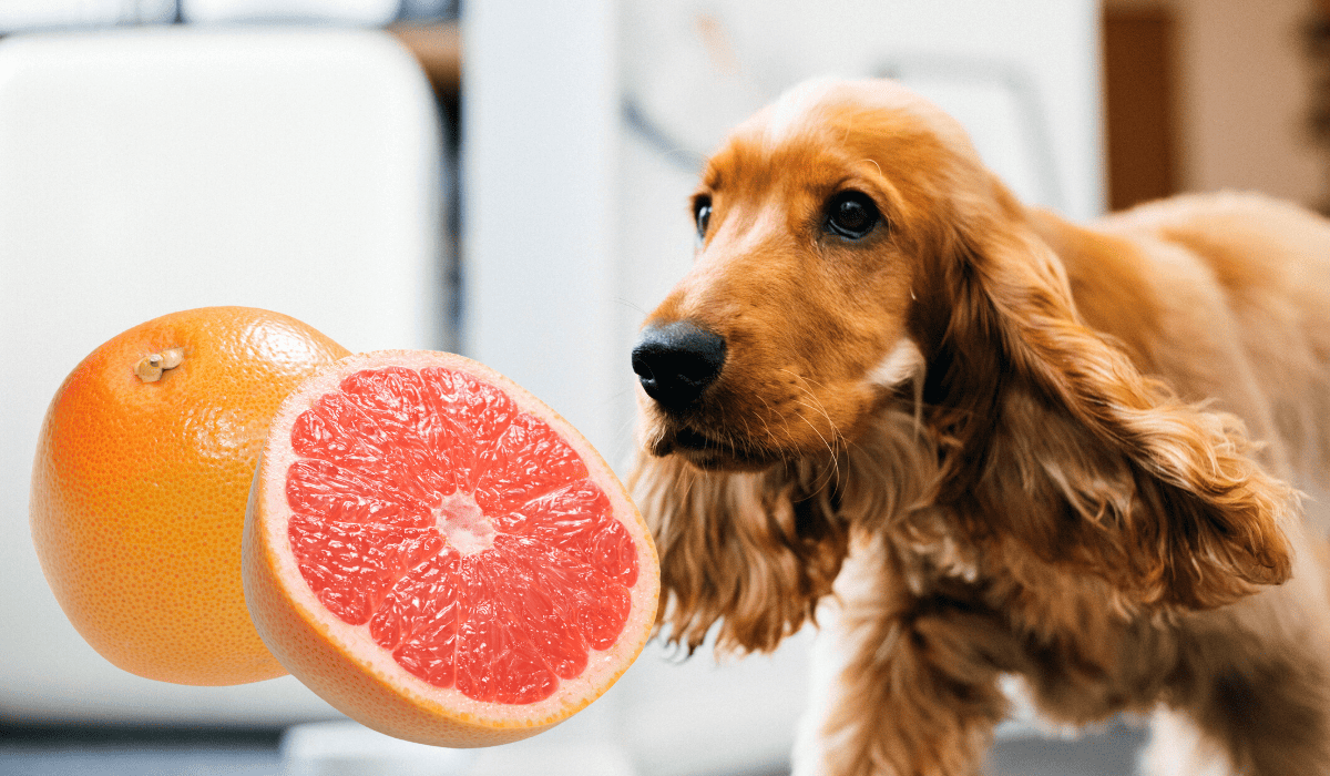 Dürfen Hunde Grapefruit essen