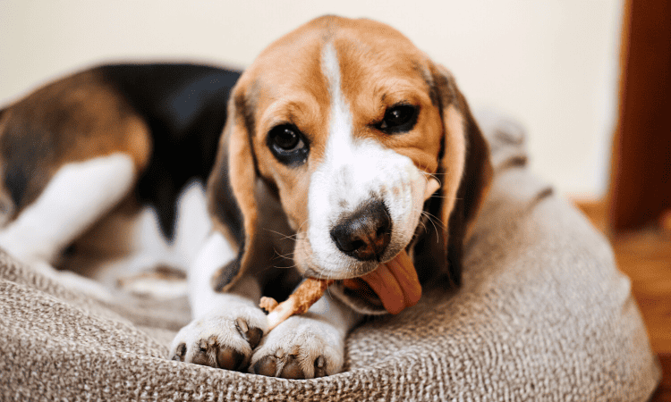 Können Hunde Rippenknochen essen?