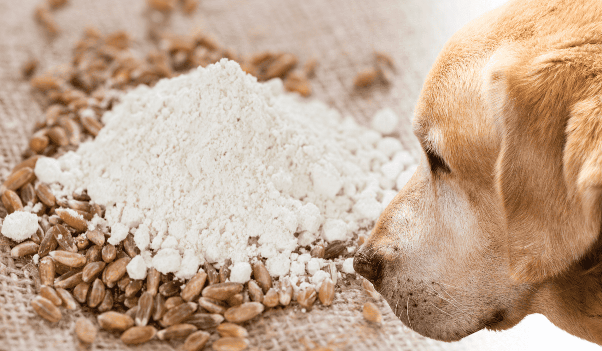 Dürfen hunde dinkel essen?
