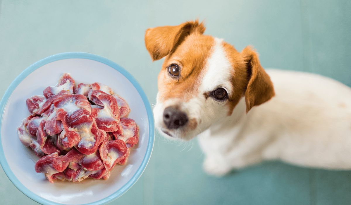 Dürfen Hunde Hähnchenmägen essen