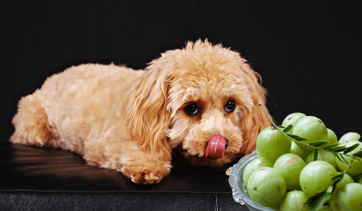 Dürfen Hunde Stachelbeeren essen?