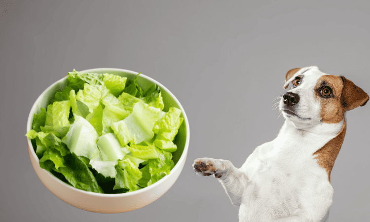 Können Hunde Eisbergsalat fressen?