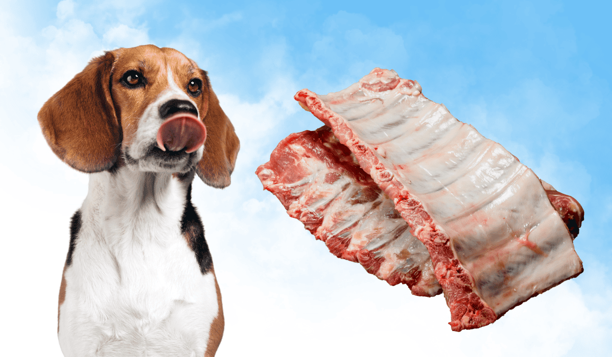 Dürfen hunde rippchen essen