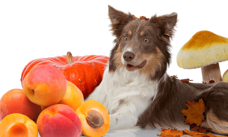 dürfen hunde getrocknete aprikosen essen
