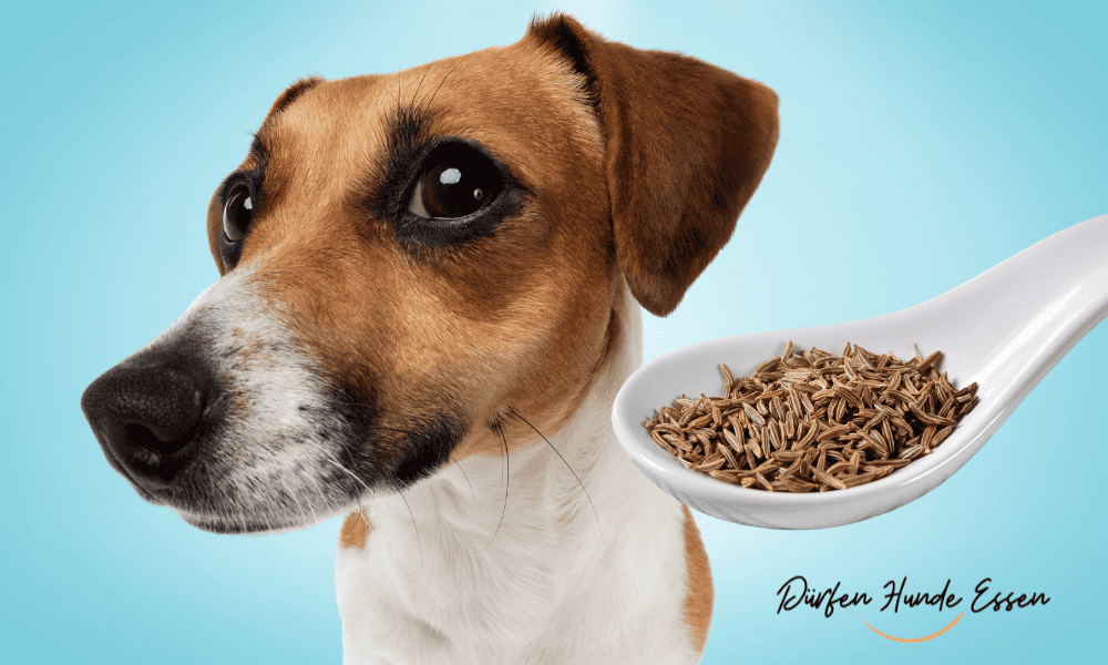 Sichere Kümmelsamen Fütterungstipps Für Hunde