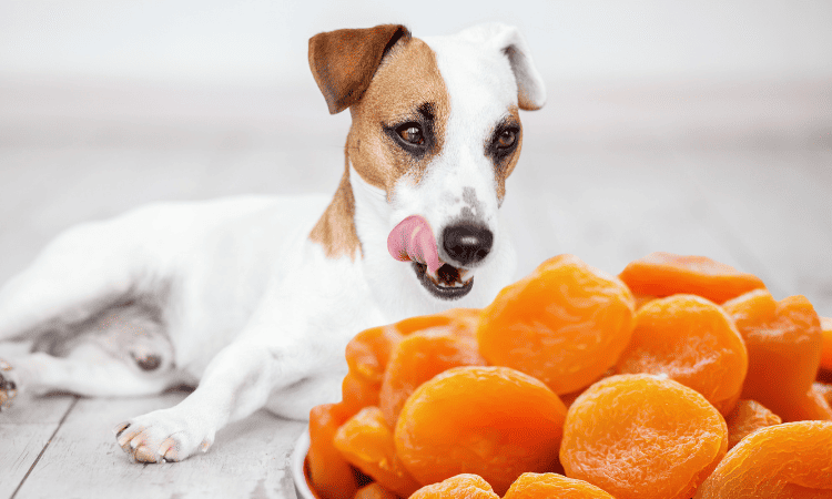 dürfen hunde aprikosen essen
