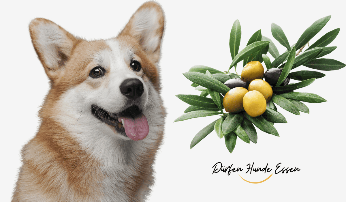 Dürfen Hunde Oliven Essen