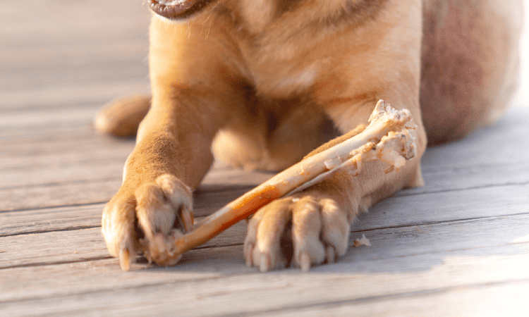 Was ist zu tun, wenn Ihr Hund versehentlich einen Rippenknochen gefressen hat?