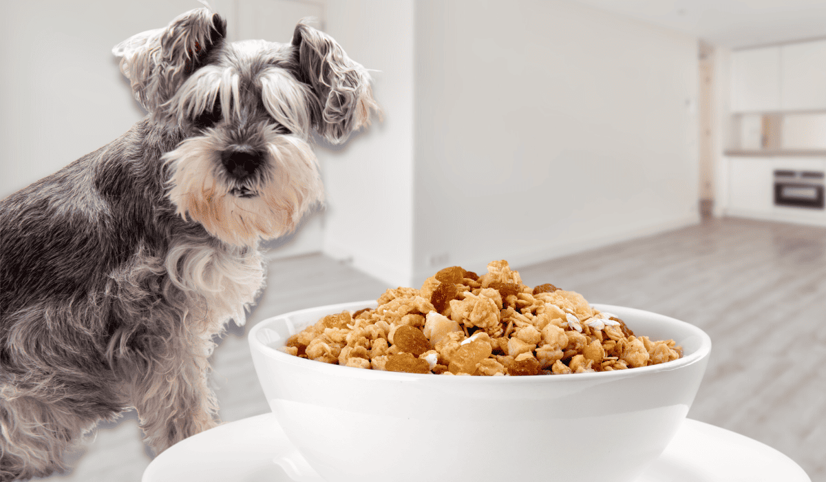 Dürfen Hunde Müsli Essen?