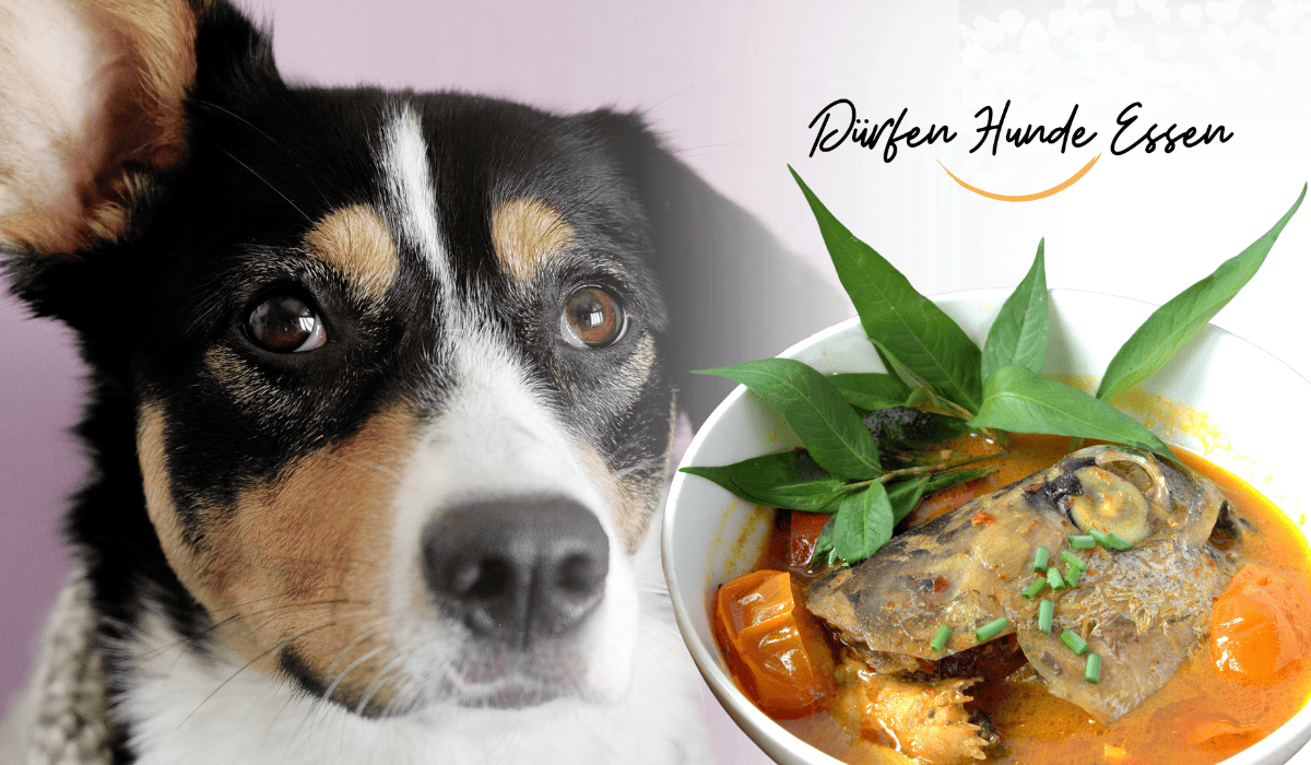 Dürfen Hunde Fischköpfe Essen?