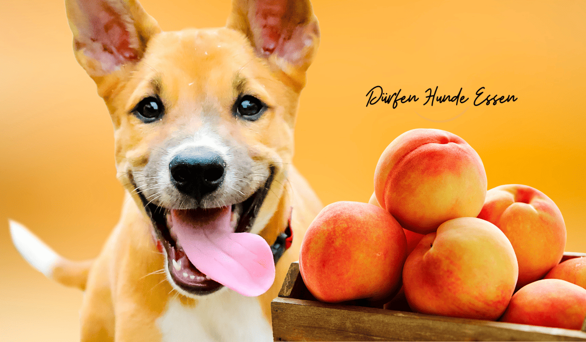 dürfen hunde pfirsiche essen