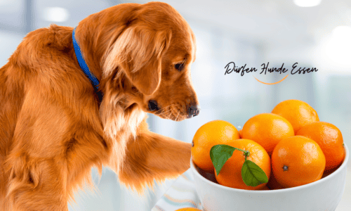 Dürfen Hunde Mandarine Essen?
