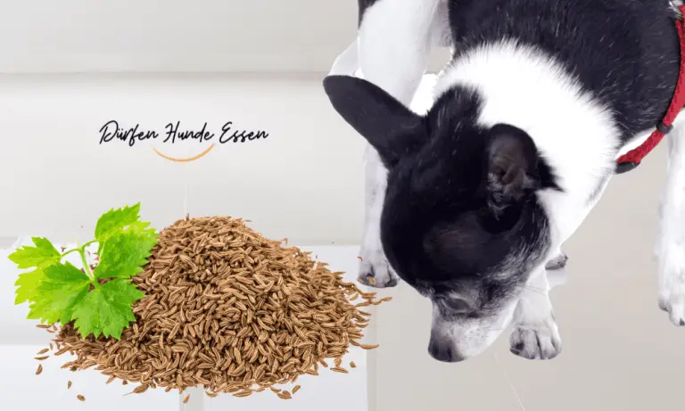Benefits-of-Giving-Caraway-Seeds-to-Dogs