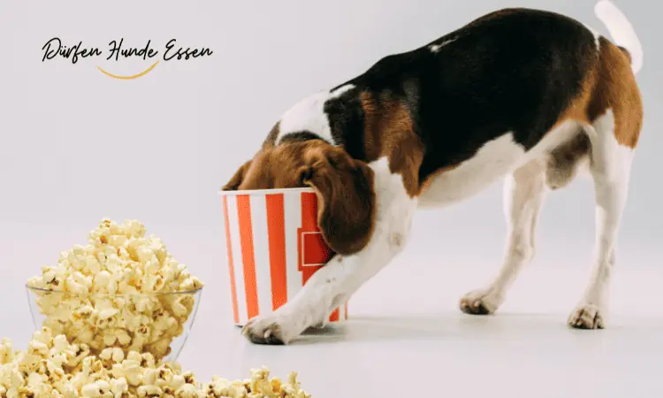 CAN-DOGS-EAT-POPCORN