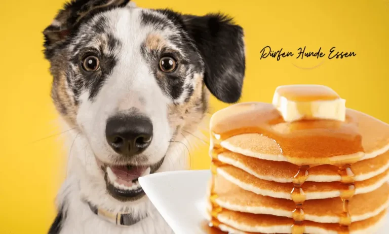 Can-Dogs-Eat-Pancakes