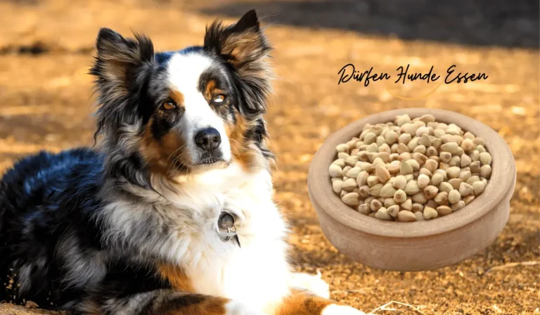 Can-dogs-eat-buckwheat
