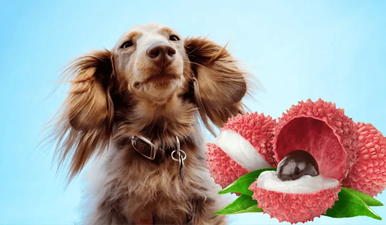 May-Dogs-Eat-Lychee