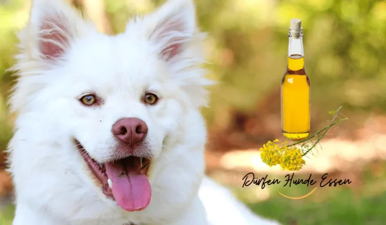 May-Dogs-Eat-Rapeseed-Oil