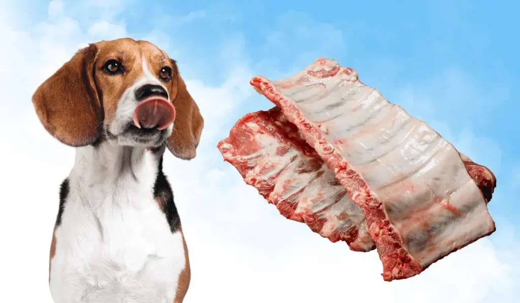 May-Dogs-Eat-Ribs-main-image
