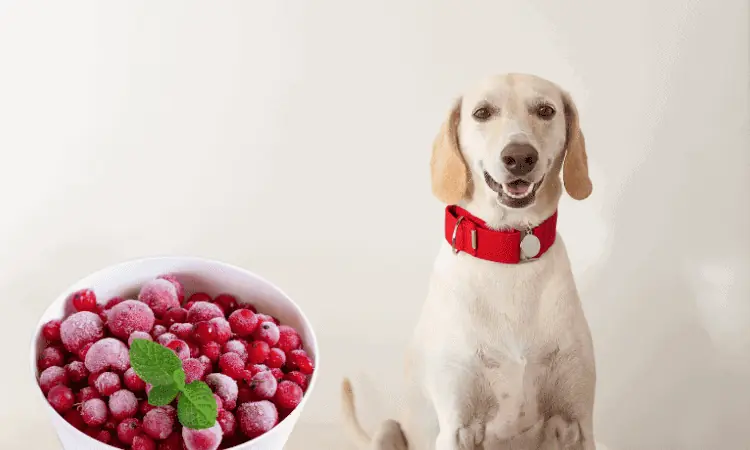 WHICH-CURRANTS-ARE-BEST-FOR-DOGS