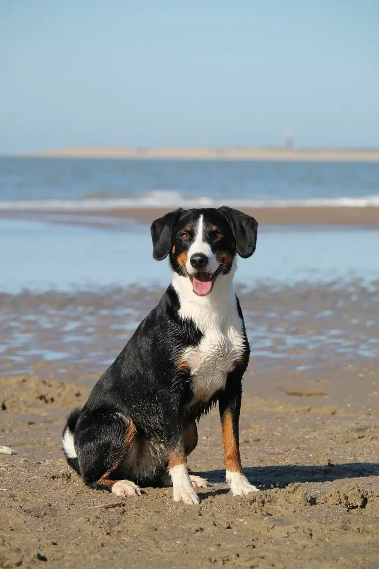 dog, nature, beach