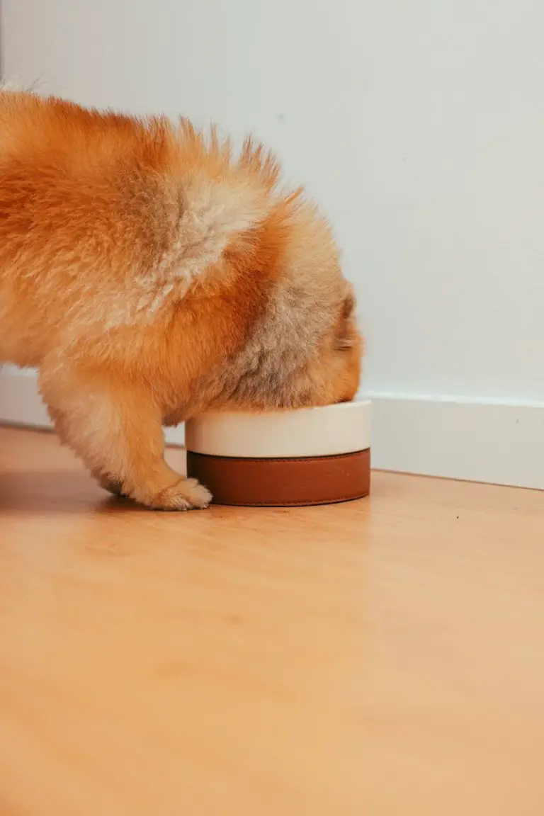 Adorable Pomeranian puppy eating from a bowl inside a cozy home.